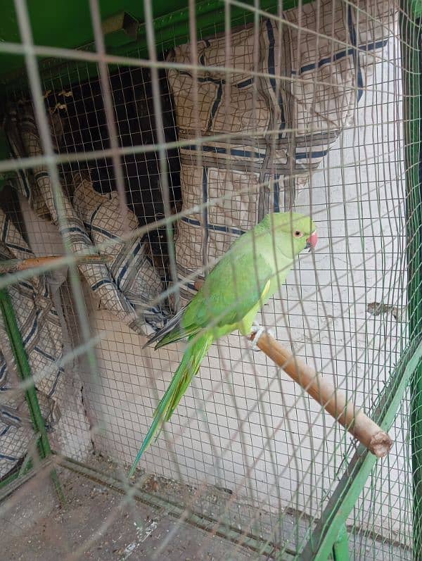 parrot kante 8