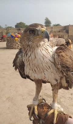 Very cute beautiful Bird big size white colour hand tame