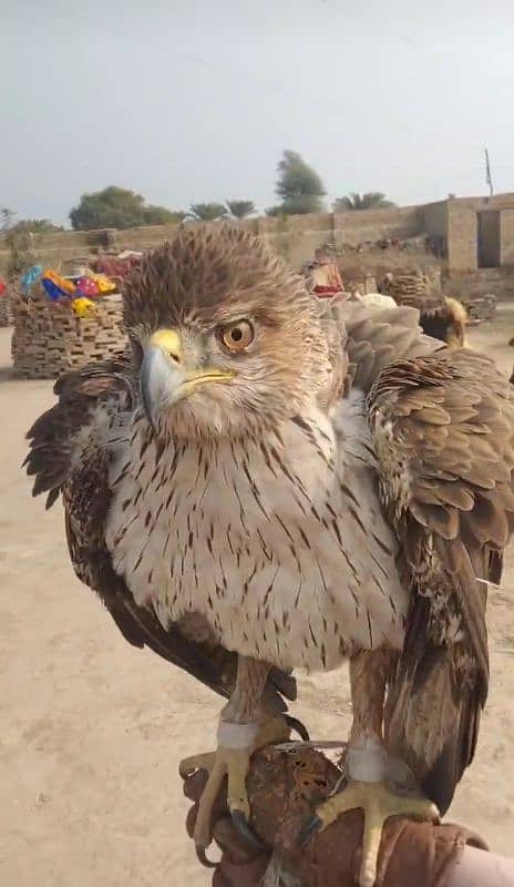 Very cute beautiful Bird big size white colour hand tame 1