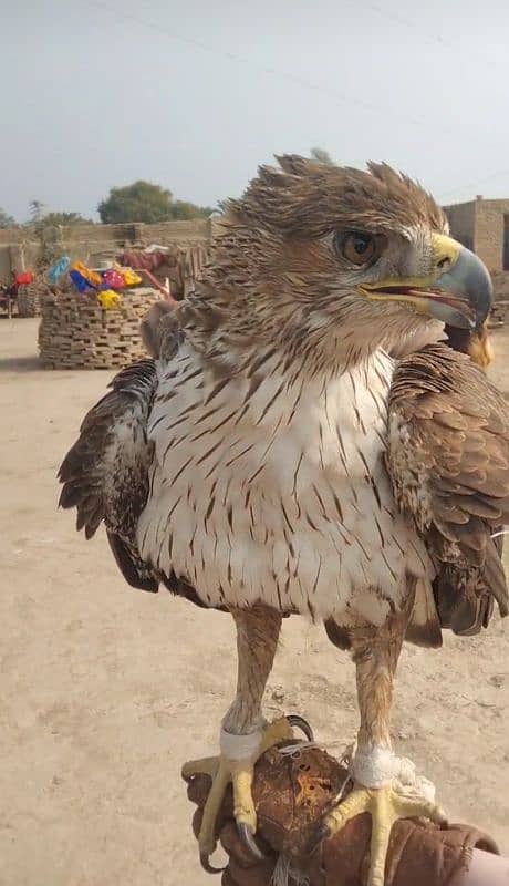 Very cute beautiful Bird big size white colour hand tame 2