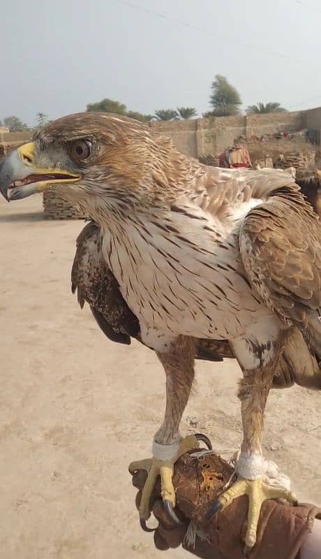 Very cute beautiful Bird big size white colour hand tame 3