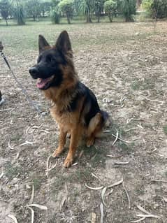 Long Coat German shepherd for sale