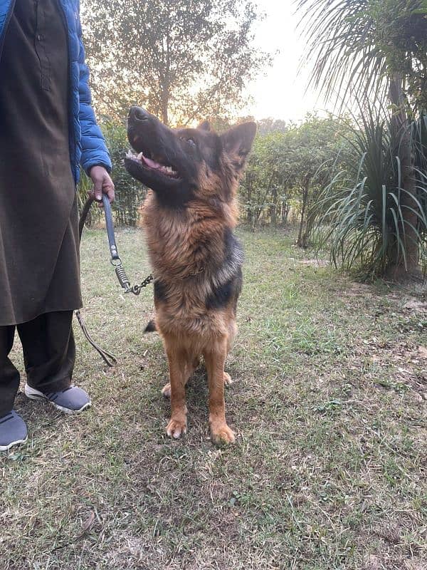 Long Coat German shepherd for sale 0