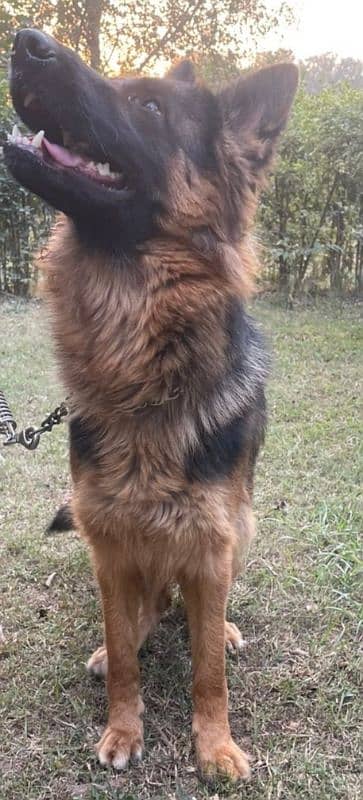 Long Coat German shepherd for sale 1