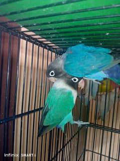 lovebird parsonata breader pair. .