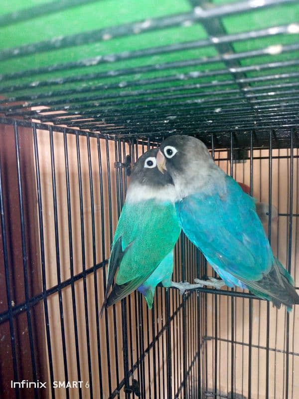 lovebird parsonata breader pair. . 1