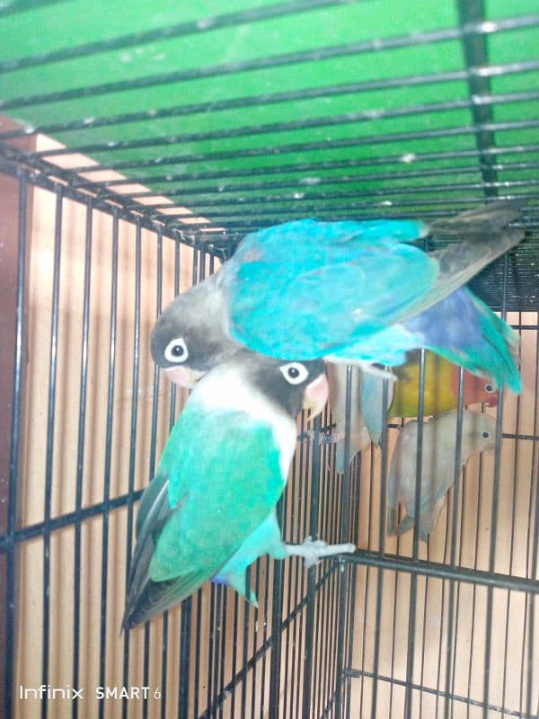 lovebird parsonata breader pair. . 3