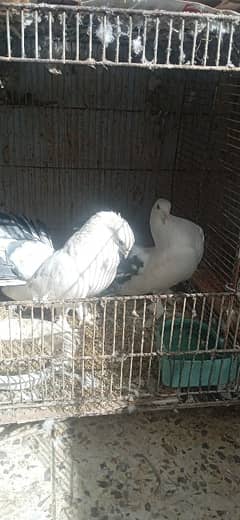 white lucky pigeon