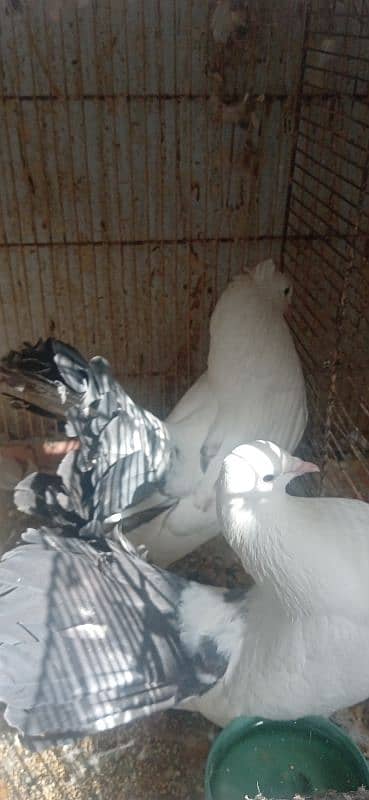 white lucky pigeon 1