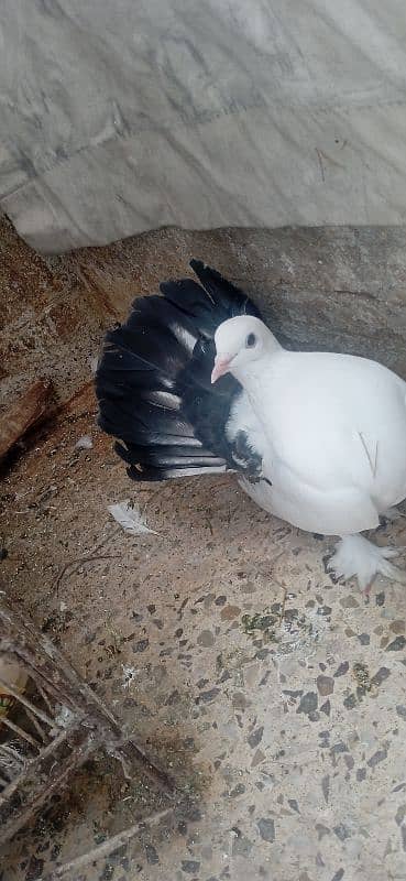 white lucky pigeon 2