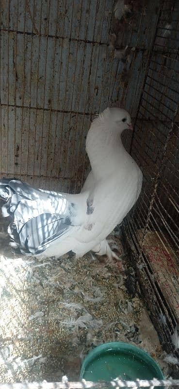 white lucky pigeon 3