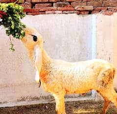 Pure Kajla 5 Nishan/Chatra Bakra Goat Sheep Dumba