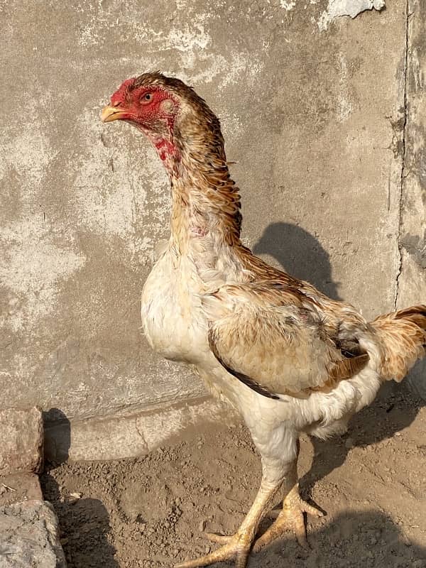 Japanese o shamo breader female for sale 0