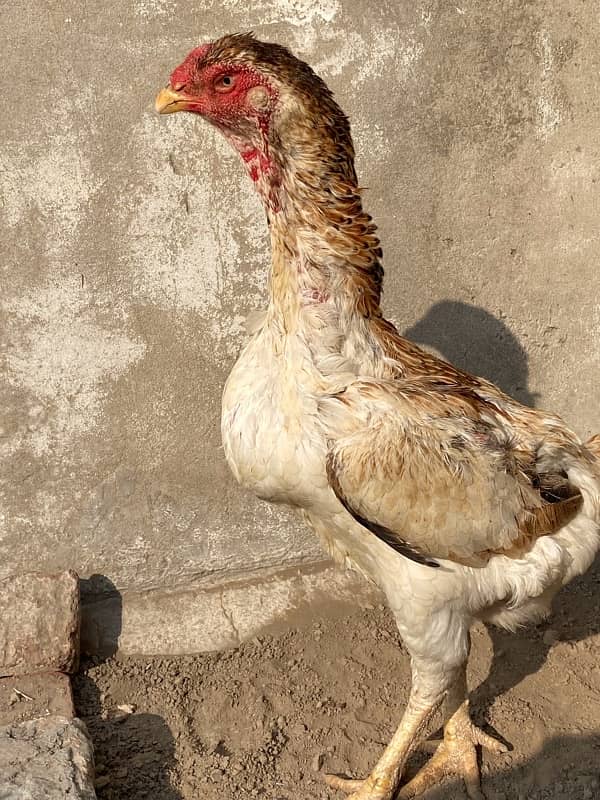 Japanese o shamo breader female for sale 1