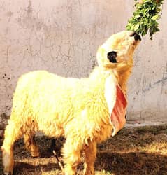 Kajla/Chatra/Bakra/Goat/Sheep