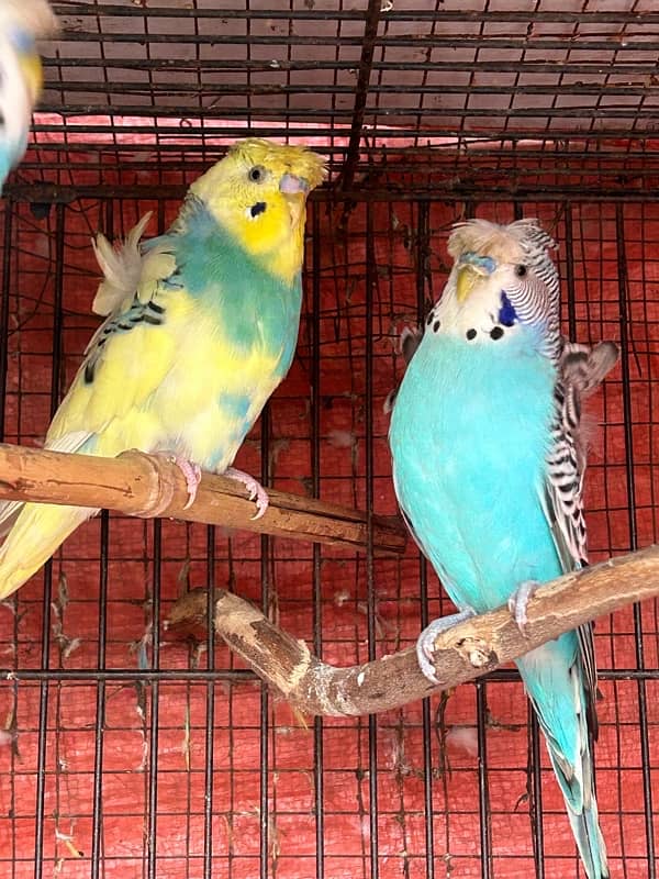 hogoromo budgies males parrots 0