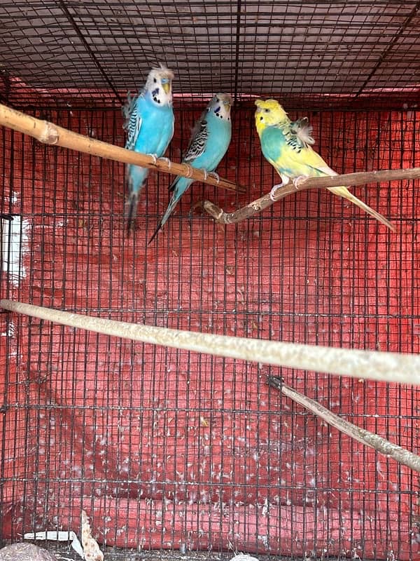 hogoromo budgies males parrots 1