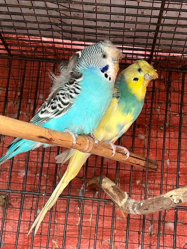 hogoromo budgies males parrots 2