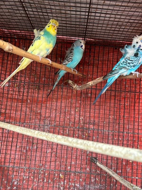 hogoromo budgies males parrots 3