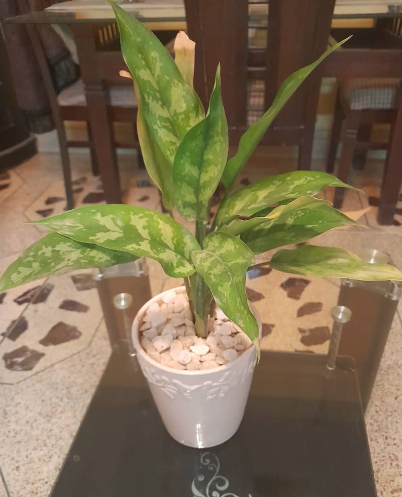 Indoor Plant 0