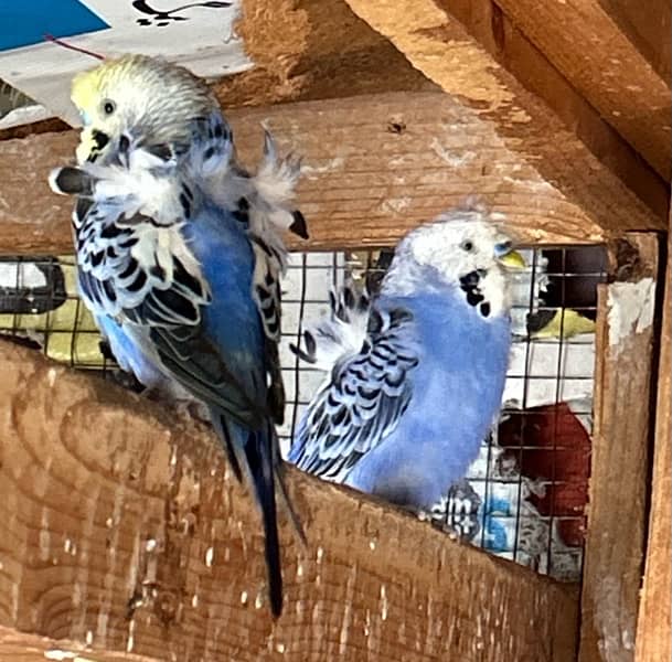 hogoromo budgies males parrots 4