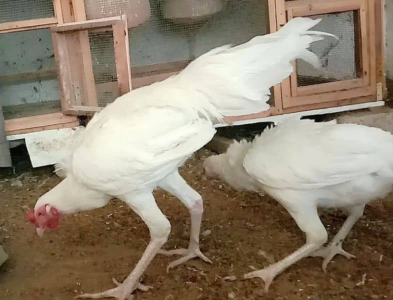 Aseel heera breeder pair for sale (white) 2