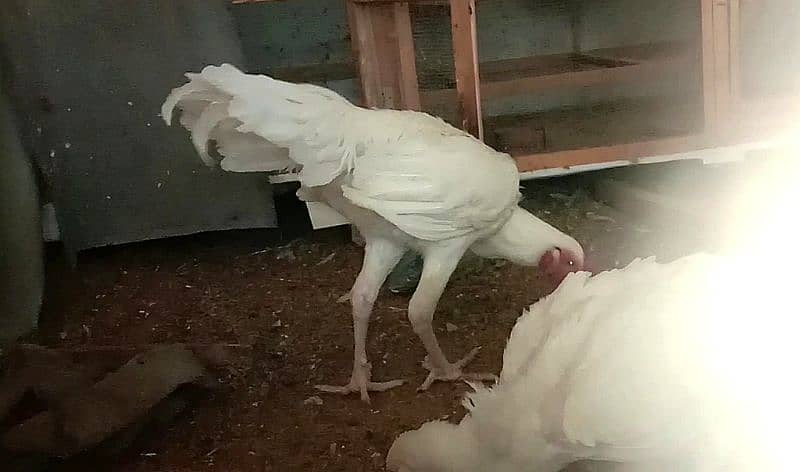 Aseel heera breeder pair for sale (white) 5