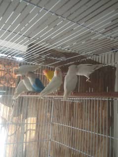 love birds PAtha for sale se 03298394346