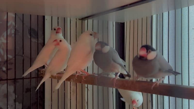 jawa ,white ,silver,grey. love birds ,albino ,parblue ,lutino 0