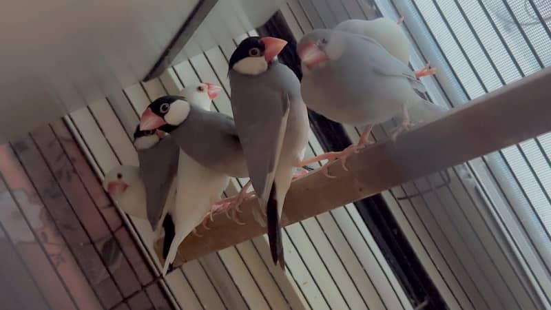 jawa ,white ,silver,grey. love birds ,albino ,parblue ,lutino 1