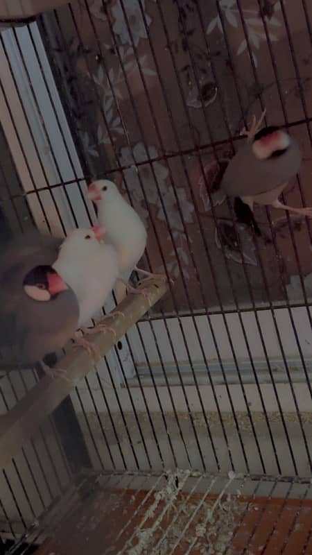 jawa ,white ,silver,grey. love birds ,albino ,parblue ,lutino 2