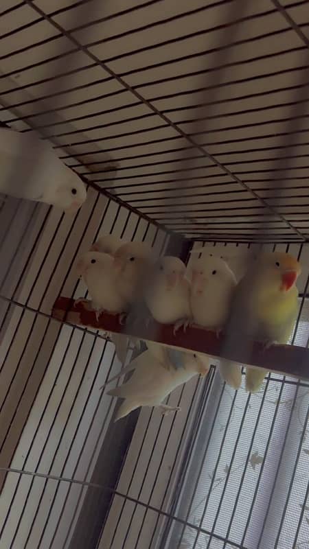 jawa ,white ,silver,grey. love birds ,albino ,parblue ,lutino 3