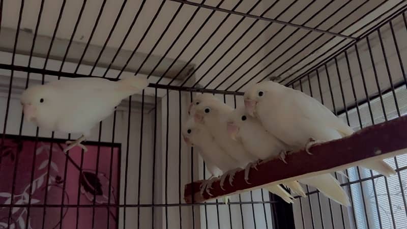 jawa ,white ,silver,grey. love birds ,albino ,parblue ,lutino 4