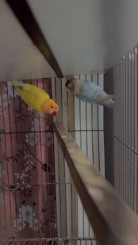 jawa ,white ,silver,grey. love birds ,albino ,parblue ,lutino 5