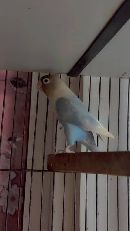 jawa ,white ,silver,grey. love birds ,albino ,parblue ,lutino 7