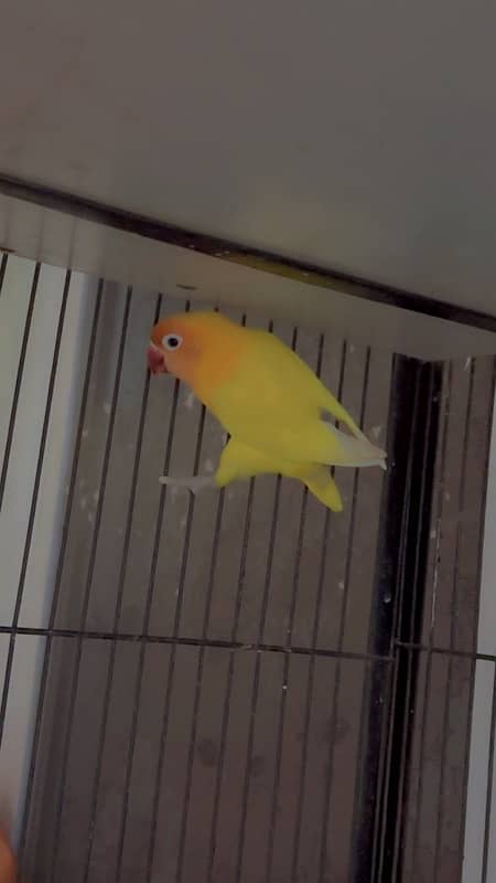 jawa ,white ,silver,grey. love birds ,albino ,parblue ,lutino 8