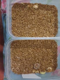 Mealworms