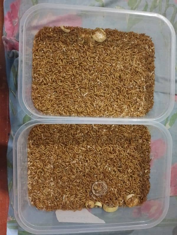 Mealworms 1