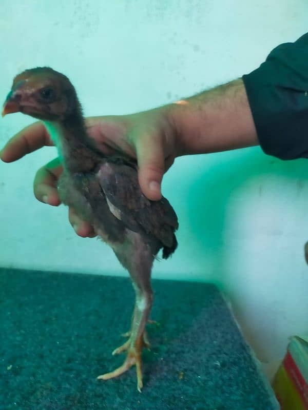 japanese black and lakha o shamo Chicks available whire shamo breader 8