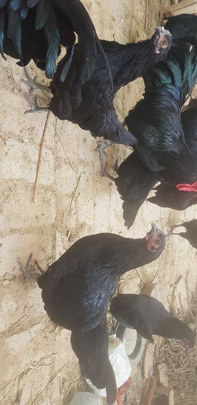 black australorp 0