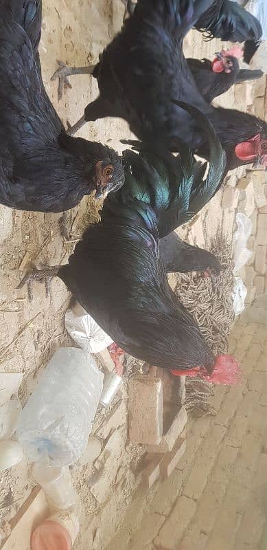 black australorp 1