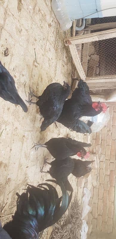 black australorp 2