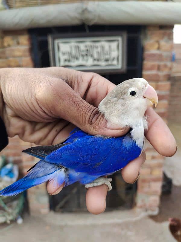 Love birds breeder albio parblue violet fishri blue pestal 0