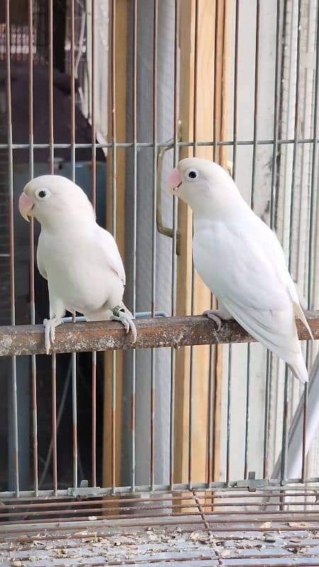 Love birds breeder albio parblue violet fishri blue pestal 2