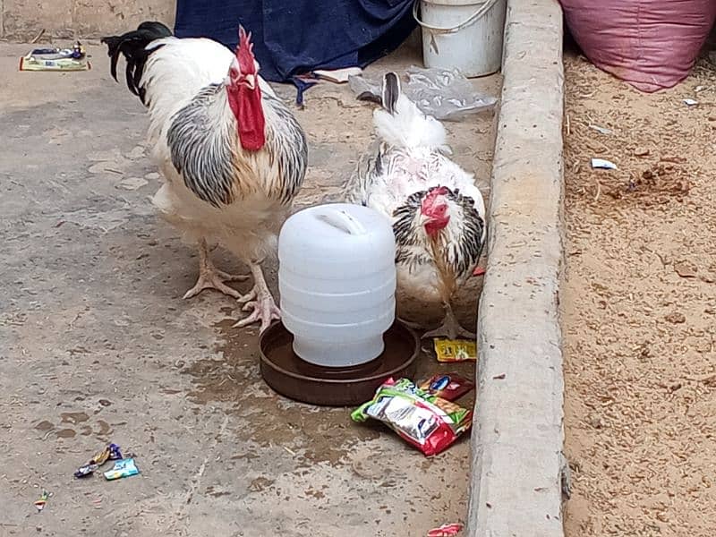 Fancy Hens Pair & Chicks 0