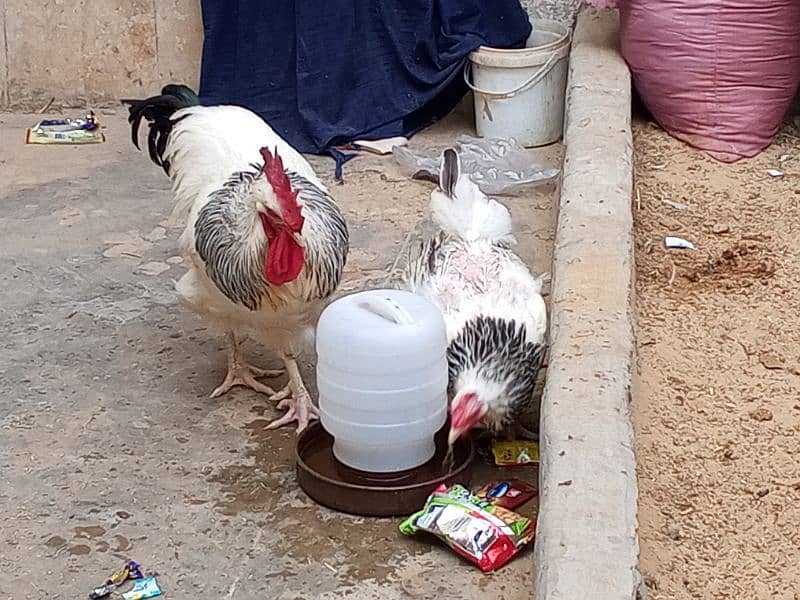 Fancy Hens Pair & Chicks 2