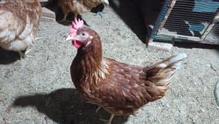 I'm selling my lohman brown eggs laying hens