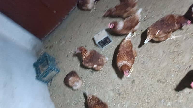 I'm selling my lohman brown eggs laying hens 1