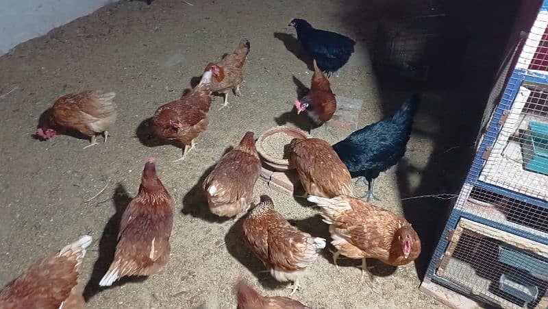 I'm selling my lohman brown eggs laying hens 2