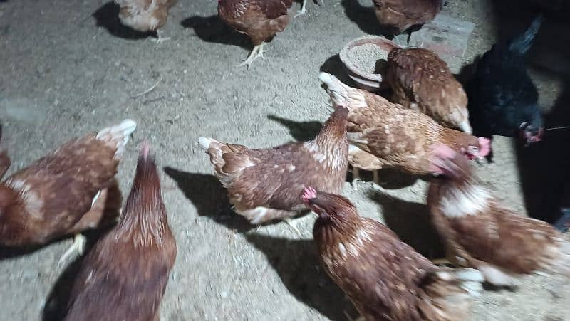 I'm selling my lohman brown eggs laying hens 3